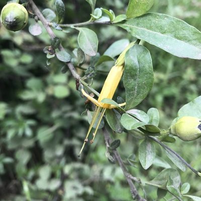 Vestia foetida, photographed by Cristian Riquelme