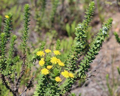 Euryops algoensis, photographed by Dave Brown