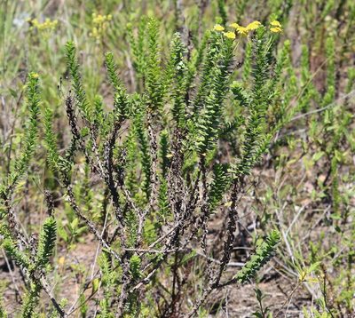 Euryops algoensis, photographed by Dave Brown
