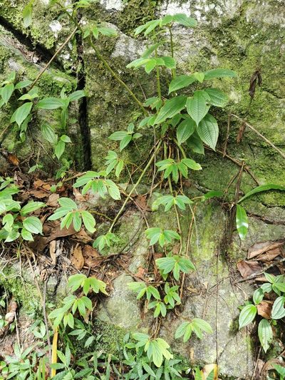 Begonia ulmifolia, photographed by Bruno Senterre