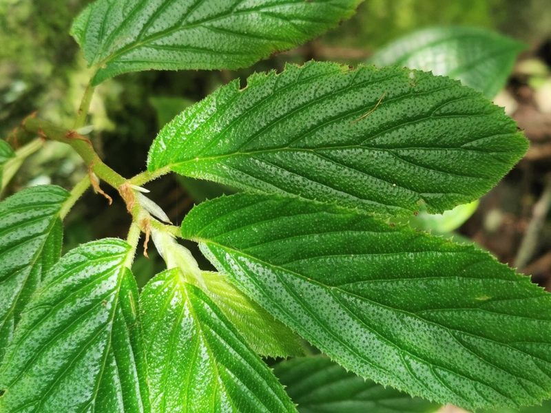 Begonia ulmifolia, photographed by Bruno Senterre
