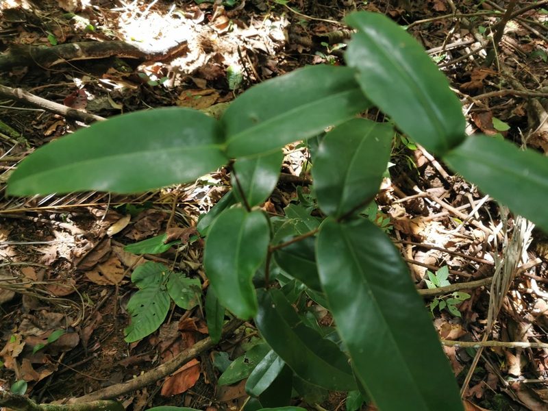 Memecylon caeruleum, photographed by Bruno Senterre