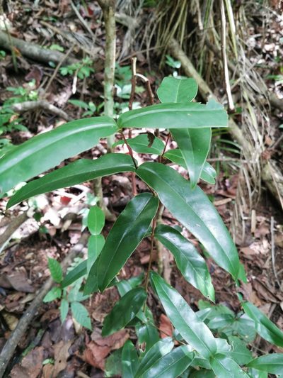 Memecylon caeruleum, photographed by Bruno Senterre