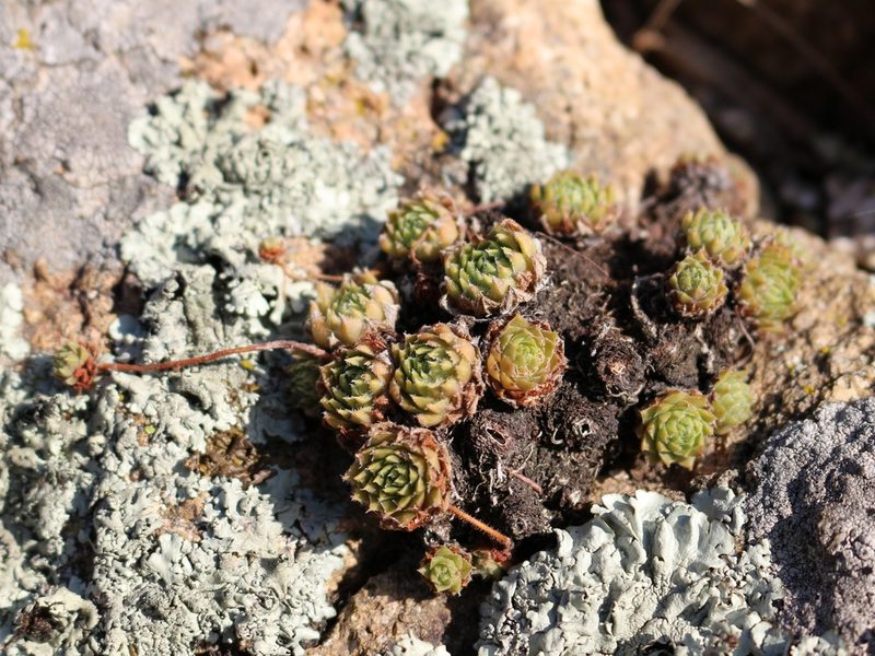 Sempervivum pumilum, photographed by Юрий Данилевский (Yuriy Danilevsky)