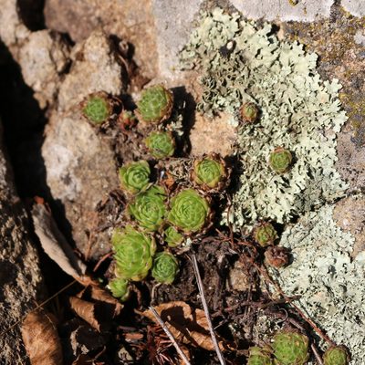 Sempervivum pumilum, photographed by Юрий Данилевский (Yuriy Danilevsky)
