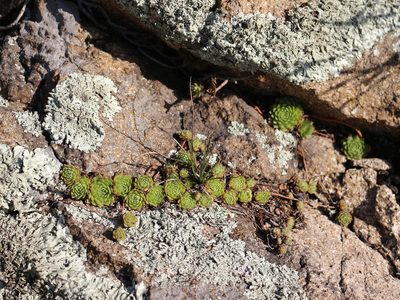 Sempervivum pumilum, photographed by Юрий Данилевский (Yuriy Danilevsky)