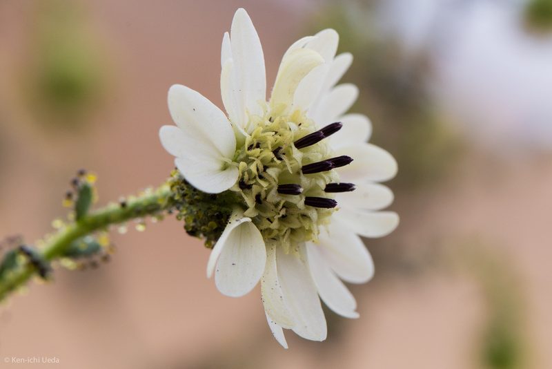 Blepharizonia laxa, photographed by Ken-ichi Ueda