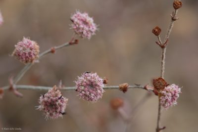 Eriogonum angulosum, photographed by Ken-ichi Ueda