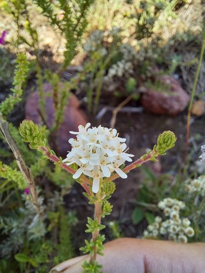 Selago brevifolia, photographed by kevin koen