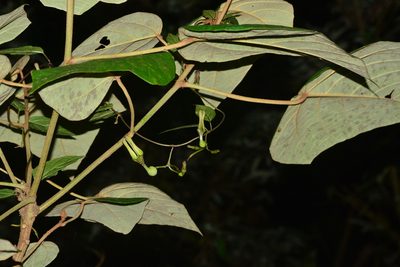 Ceropegia decaisneana, photographed by S.MORE