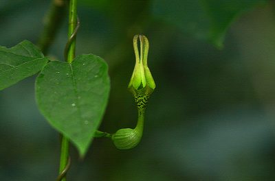 Ceropegia decaisneana, photographed by S.MORE