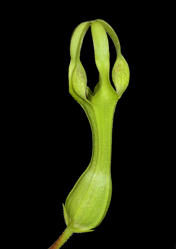 Ceropegia mohanramii, photographed by S.MORE