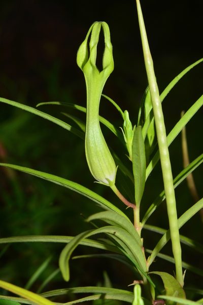 Ceropegia mohanramii, photographed by S.MORE