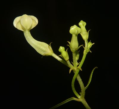 Ceropegia santapaui, photographed by S.MORE