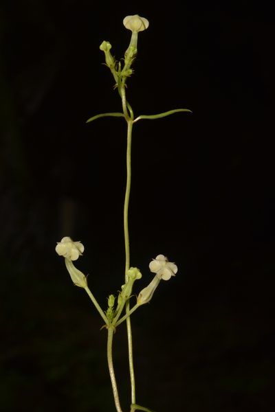 Ceropegia santapaui, photographed by S.MORE