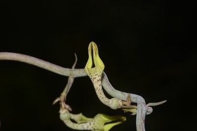 Ceropegia juncea, photographed by S.MORE