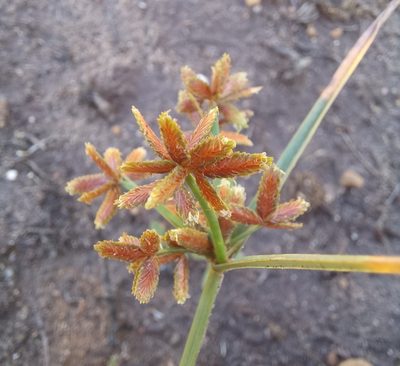 Cyperus sphaerospermus, photographed by kevin koen