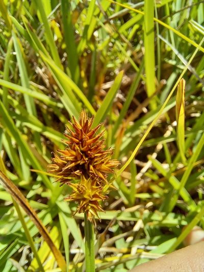 Carex glomerata, photographed by kevin koen
