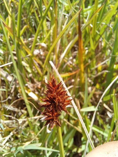 Carex glomerata, photographed by kevin koen