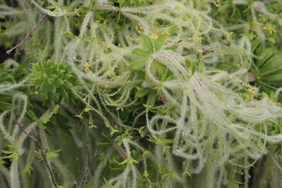 Galium tomentosum, photographed by Tony Rebelo