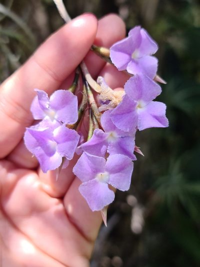 Tillandsia streptocarpa, photographed by Sol Quipildor