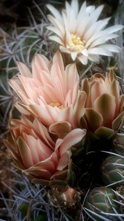 Gymnocalycium mostii, photographed by Juan Alberto Ruiz