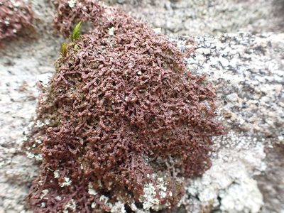 Frullania asagrayana, photographed by Roger Rittmaster