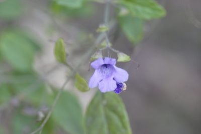 Prostanthera melissifolia, photographed by Rod Lowther
