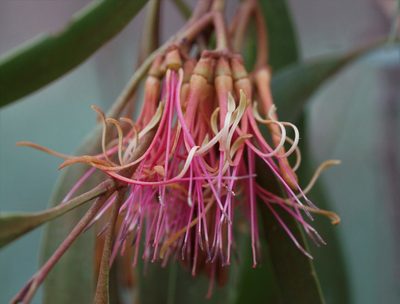 Amyema pendula, photographed by Rod Lowther