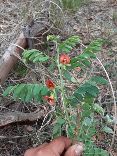 Brongniartia intermedia, photographed by Jalil R.
