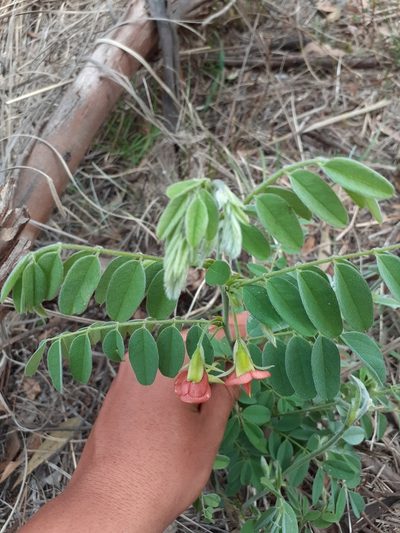 Brongniartia intermedia, photographed by Jalil R.