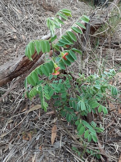 Brongniartia intermedia, photographed by Jalil R.