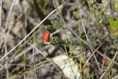 Gompholobium ecostatum, photographed by Rod Lowther
