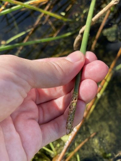 Eleocharis cellulosa, photographed by Jade Fortnash