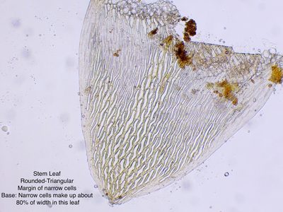 Sphagnum fallax, photographed by Andrew Melton