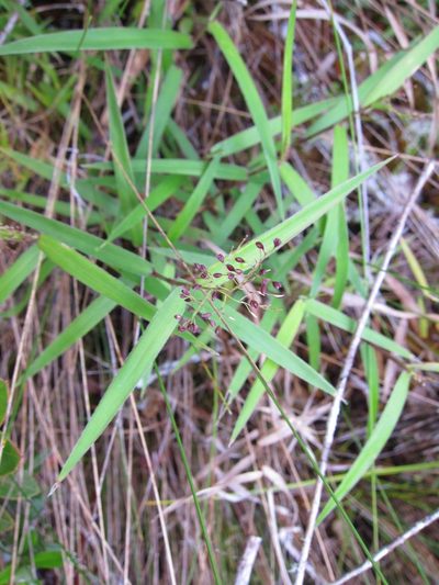 Isachne humbertiana, photographed by bat (Maria Vorontsova)