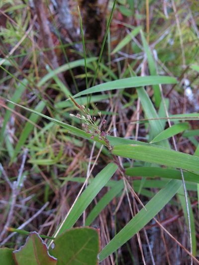 Isachne humbertiana, photographed by bat (Maria Vorontsova)