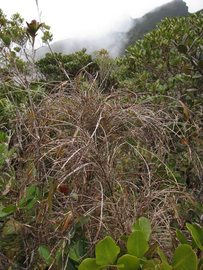 Oldeania marojejyensis, photographed by bat (Maria Vorontsova)