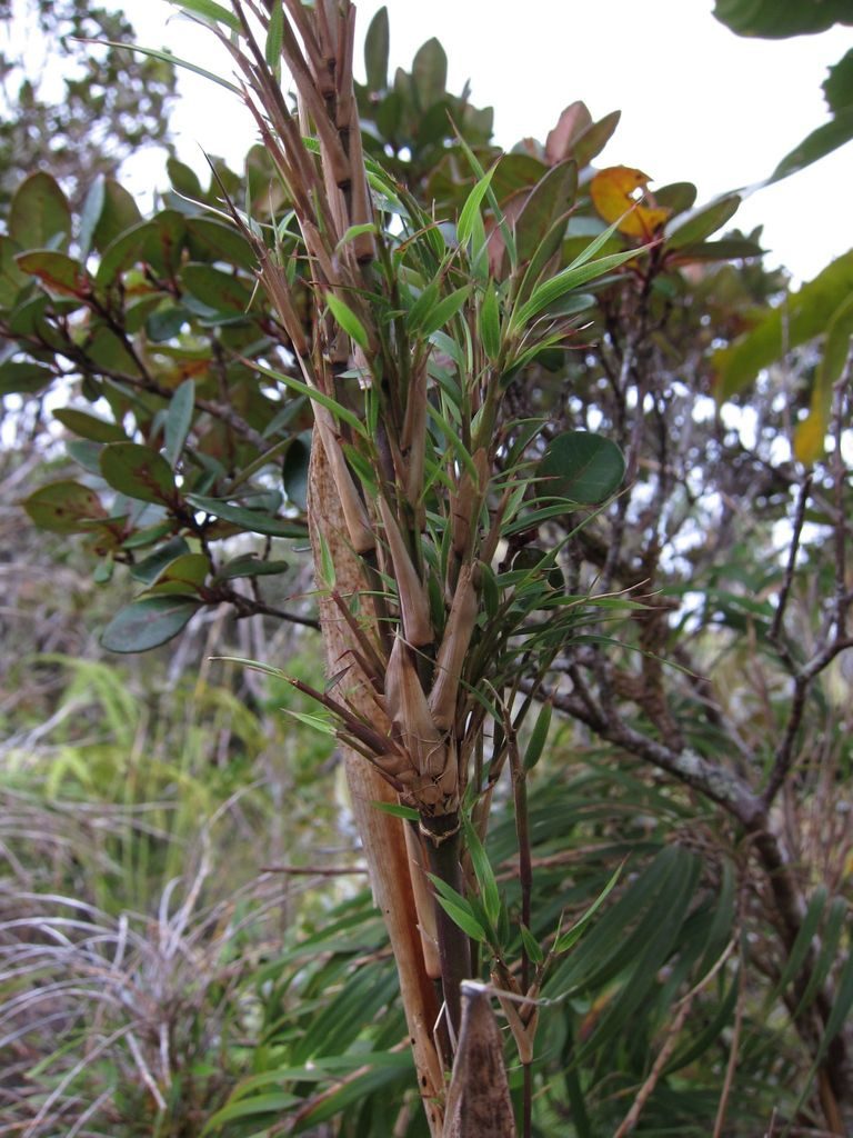 Oldeania marojejyensis, photographed by bat (Maria Vorontsova)