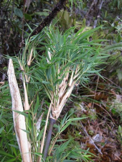 Oldeania marojejyensis, photographed by bat (Maria Vorontsova)