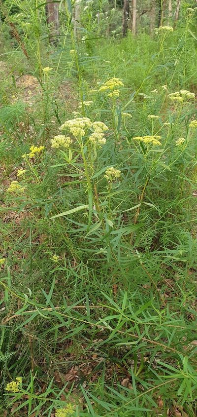 Cassinia aureonitens, photographed by ronavery