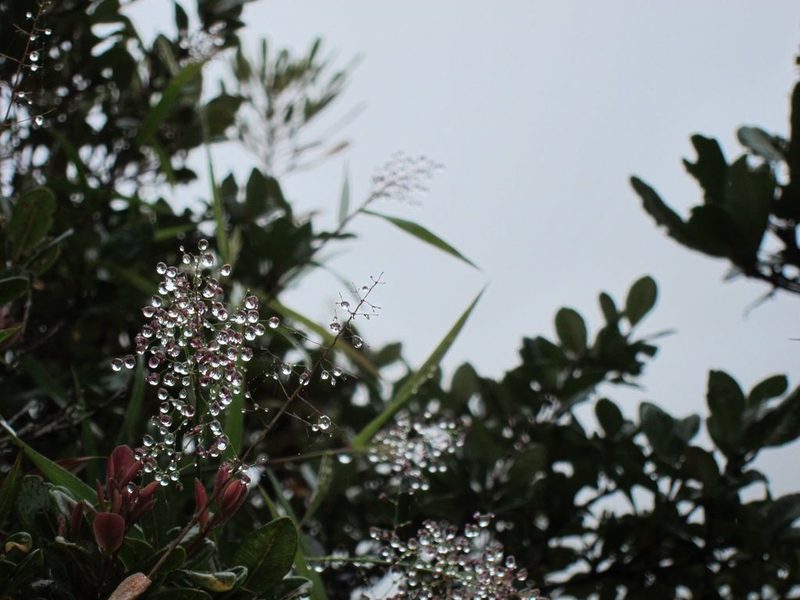 Isachne humbertiana, photographed by bat (Maria Vorontsova)