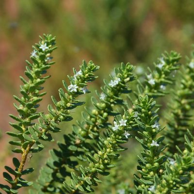 Myoporum brevipes, photographed by Kym Nicolson