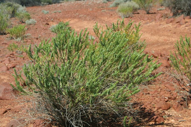 Myoporum brevipes, photographed by Kym Nicolson