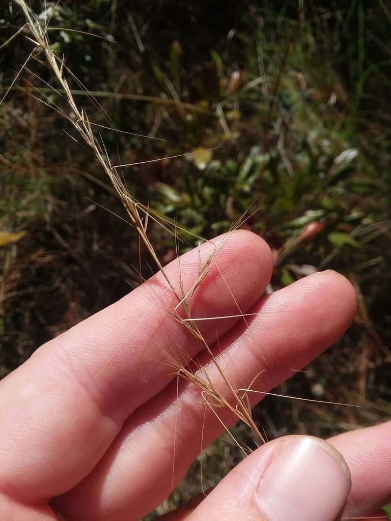 Aristida virgata, photographed by Will McFarland