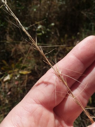 Aristida virgata, photographed by Will McFarland