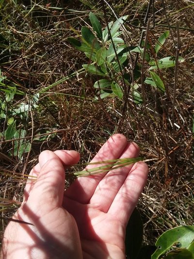 Aristida virgata, photographed by Will McFarland