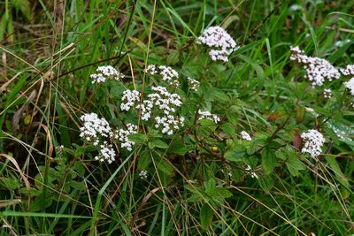 Stevia tomentosa, photographed by Neptalí Ramírez Marcial