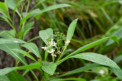 Solanum pubigerum, photographed by Neptalí Ramírez Marcial