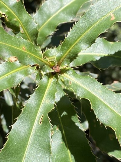 Macadamia tetraphylla, photographed by Greg Tasney